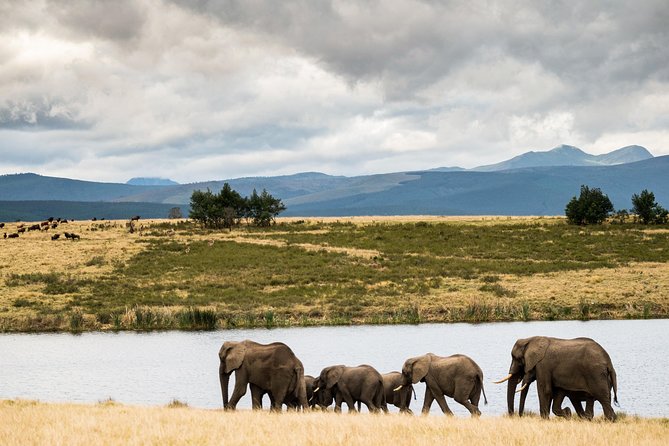 2-Hour Game Drive at the Plettenberg Bay Game Reserve - Who should book this game drive?