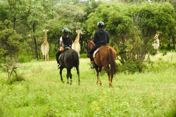 2-Hour Horseback Safari in Hartbeespoort - Wildlife viewing from horseback
