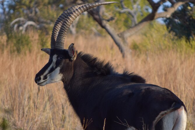 2-Hour Horseback Safari in Hartbeespoort - Who should book this horseback safari?
