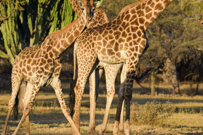 2-Hour Horseback Safari in Hartbeespoort - Choosing a horse for a gentle safari ride