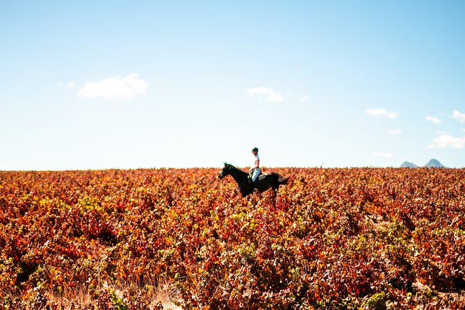2 Hour Vineyard Trail Ride - The big cats and nearby estate attractions
