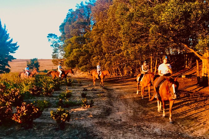2 Hour Vineyard Trail Ride - Passing Spier Wine Farm