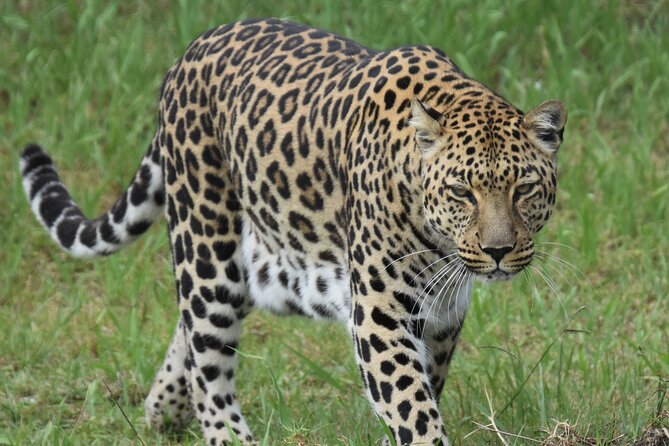 2 Night Tenikwa Experience - Meeting South Africa’s indigenous wild cats