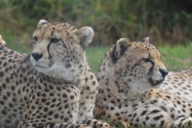 2 Night Tenikwa Experience - Boma dinners and the value of five included meals