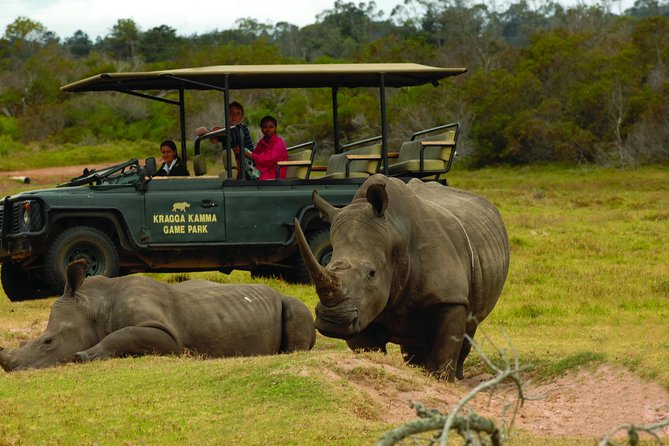 2hr Guided Game Drive at 10h00; Kragga Kamma Game Park Ticket - The 10:00 am departure and two-hour route