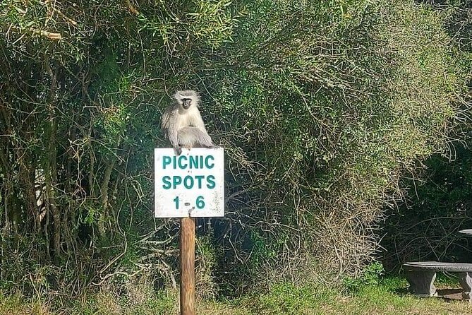 2hr Guided Game Drive at 10h00; Kragga Kamma Game Park Ticket - Cheetahs behind fencing, and what that means