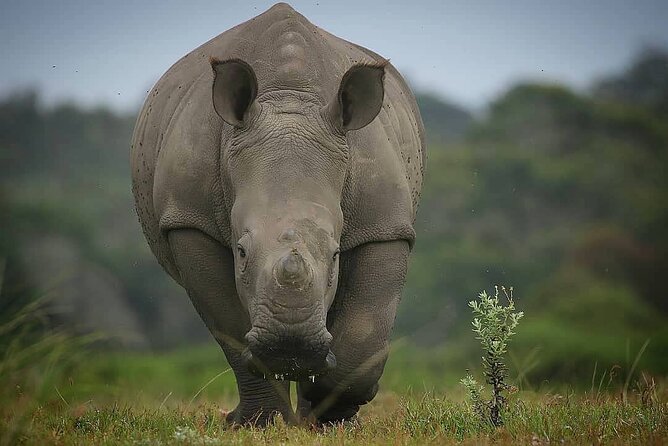 2hr Guided Game Drive at 10h00; Kragga Kamma Game Park Ticket - Guide quality is the biggest strength