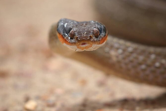 2hr Guided Game Drive at 10h00; Kragga Kamma Game Park Ticket - Getting there is the practical weak spot