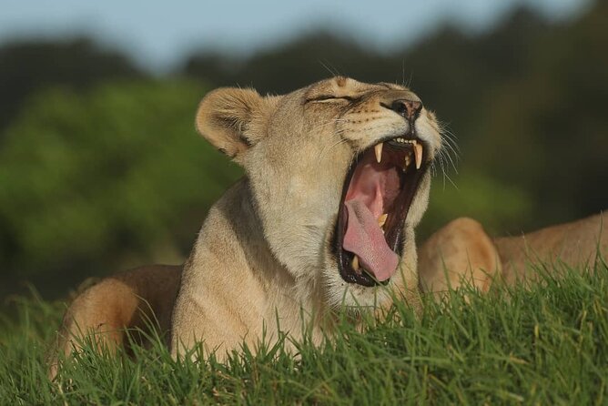 2hr Guided Game Drive at 10h00; Kragga Kamma Game Park Ticket - Who will enjoy this morning most?