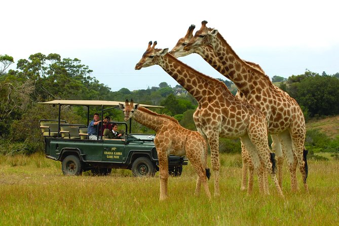 2hr Guided Game Drive at 10h00; Kragga Kamma Game Park Ticket - Zebra, giraffe, rhino, and buffalo in the grasslands
