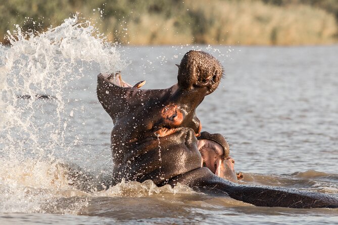 3 Day 2 Night Hluhluwe, St Lucia, Isimangaliso Tour - Day 2: the 5:00 a.m. start for Hluhluwe-iMfolozi