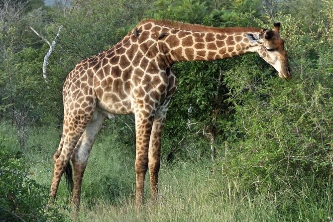 3 Day All Incl. Private Kruger Park Safari Incl. Transfer From Johannesburg - Day Two: An Eleven-Hour Search for Wildlife