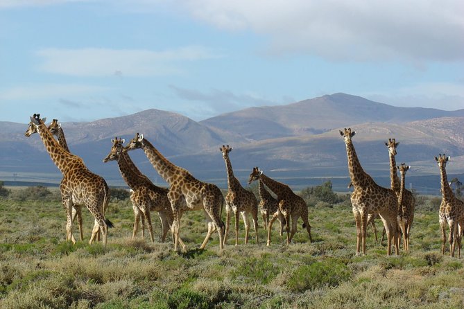 3 Day Garden Route Highlights and Safari with Private Transfers - Day 2: Elephants, the coast, and Wilderness canoeing