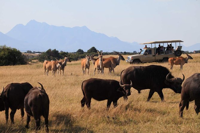 3 Day Garden Route Highlights and Safari with Private Transfers - The private guide and transport advantage