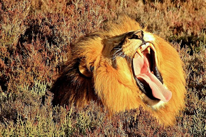 3 Day Garden Route Highlights and Safari with Private Transfers - Who should book this Garden Route trip?