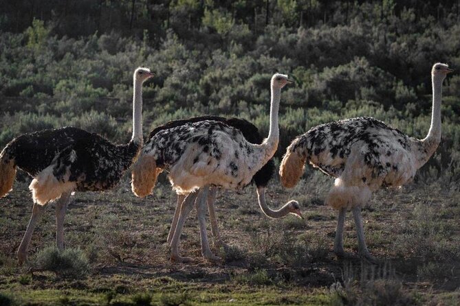 3 Day Garden Route Private Tour - A private road trip with room to shape the day