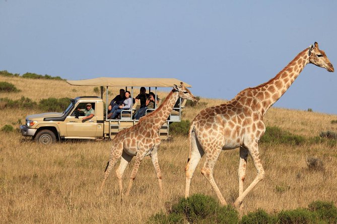 3 Day Garden Route's Best Highlights with Safari from Cape Town - Day three: the Botlierskop safari
