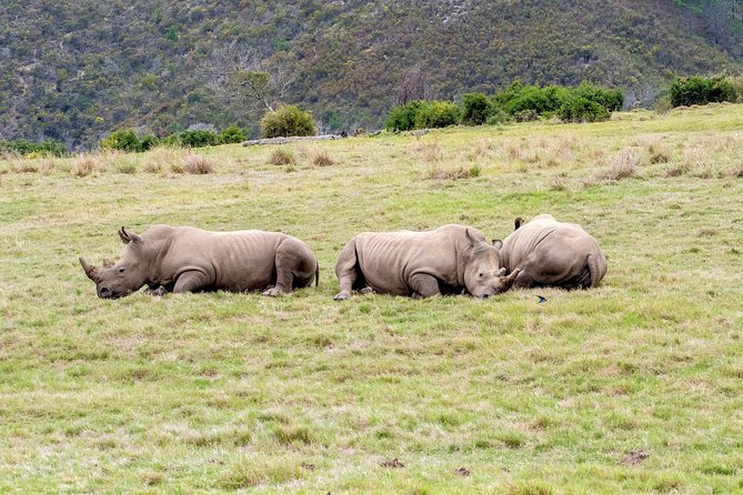 3 Day Garden Route's Best Highlights with Safari from Cape Town - The minivan reality: scenery versus seat time