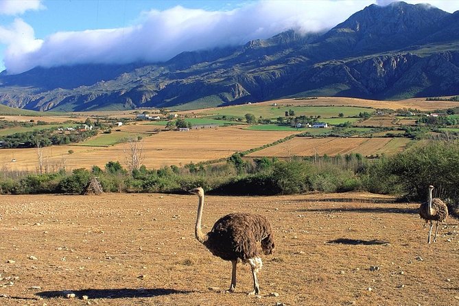3 Day Garden Route's Best Highlights with Safari from Cape Town - Should you book the 3-day Garden Route tour?