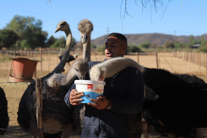 3 Day Garden Route Tour - The Crags: wine, elephants, and monkeys