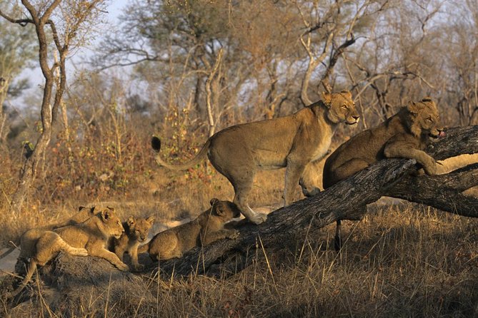 3 Day Kruger National Park and Crocodile River Safari - Key points at a glance