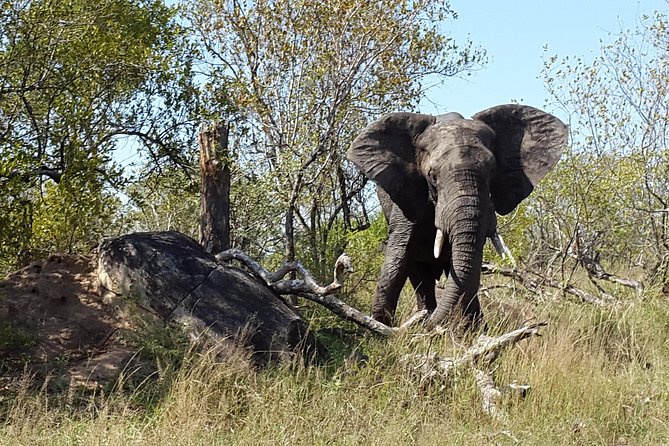 3 Day Kruger National Park and Crocodile River Safari - Day two: the strongest wildlife day of the trip