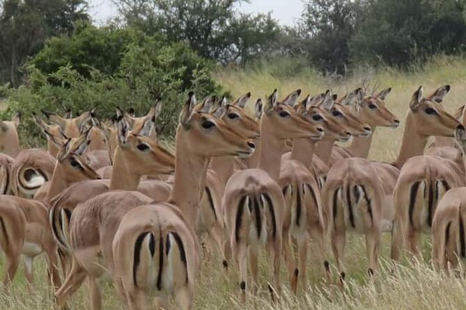 3 Day Kruger National Park Safari & Panorama Route - Why this three-day plan works