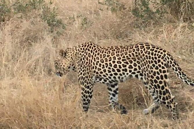 3 Day Kruger National Park Safari & Panorama Route - The eight-hour full-day game drive