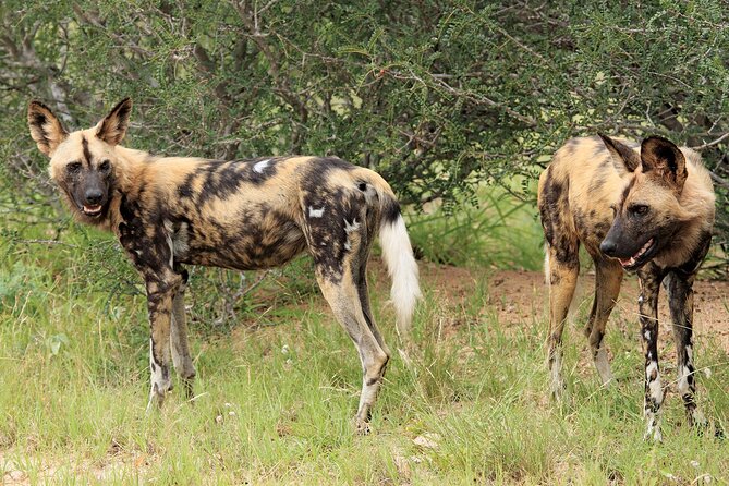 3 Day Kruger National Park Safari & Panorama Route - What the $1,008.78 price really covers