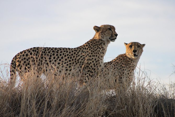 3 Day Kruger National Park tour - Transport, timing, and the airport connection