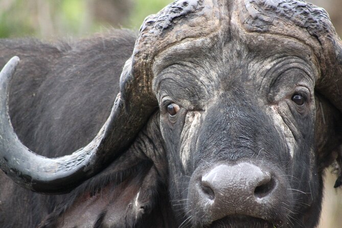 3 Day Kruger National Park tour - Who will get the most from this safari