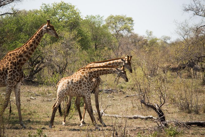 3 Day Lodge/Masango Kruger National Park Safari - What the $751.30 price really covers