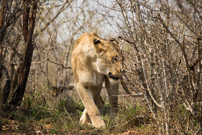 3 Day Lodge/Masango Kruger National Park Safari - Who should book this three-day safari?