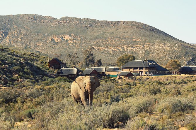 3 Day Luxury Aquila Private Game Reserve - Arrival around noon and the first afternoon