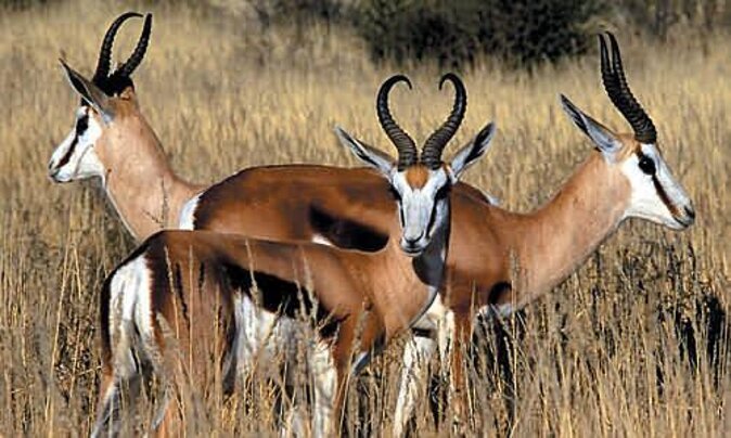 3 Day Luxury Aquila Private Game Reserve - Who will get the most from this trip?