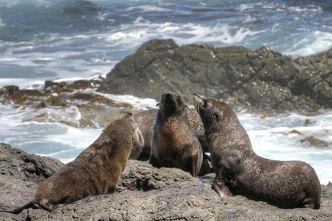 3-Day Private Guided Tour to Cape Town Top Attractions - Meeting African penguins at Boulders Beach