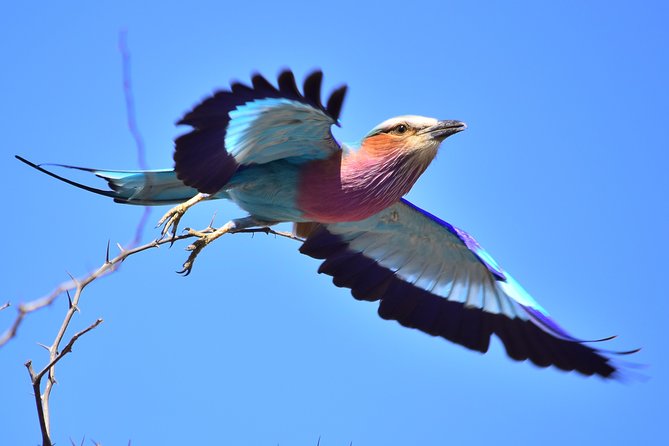 3-Day Tour of Kruger National Park from Skukuza Airport - Skukuza Safari Lodge and the Two-Night Stay