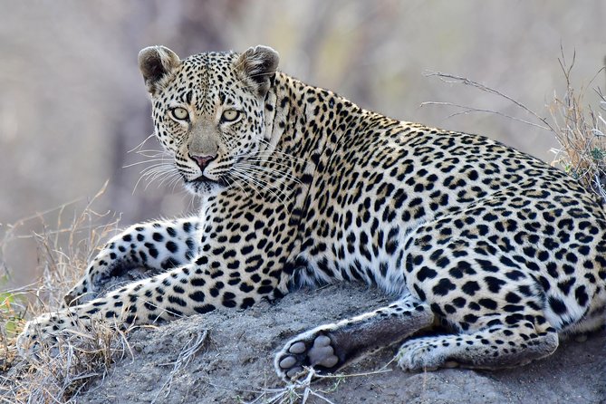3-Day Tour of Kruger National Park from Skukuza Airport - Price, Park Fees, and Real Value