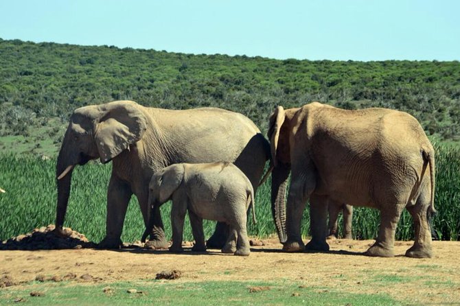 3 Day Wildlife Safari Tour - Garden Route Small Group Tour from Cape Town - Day Three: Oudtshoorn and the Cango Caves