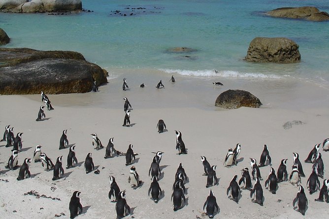 3 Day Wildlife Safari Tour - Garden Route Small Group Tour from Cape Town - How the Small Group Format Changes the Trip