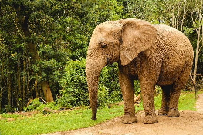 3 Day Wildlife Safari Tour - Garden Route Small Group Tour from Cape Town - Who Will Get the Most From This Tour?