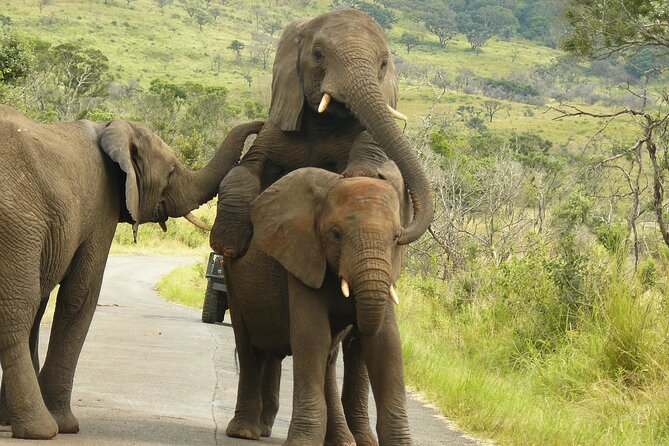 3 Days Durban Safari Tour Package - Why Durban is a smart safari base