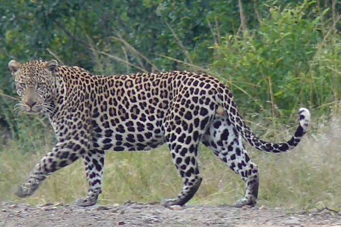 3 Days Durban Safari Tour Package - Transport, luggage, and group size