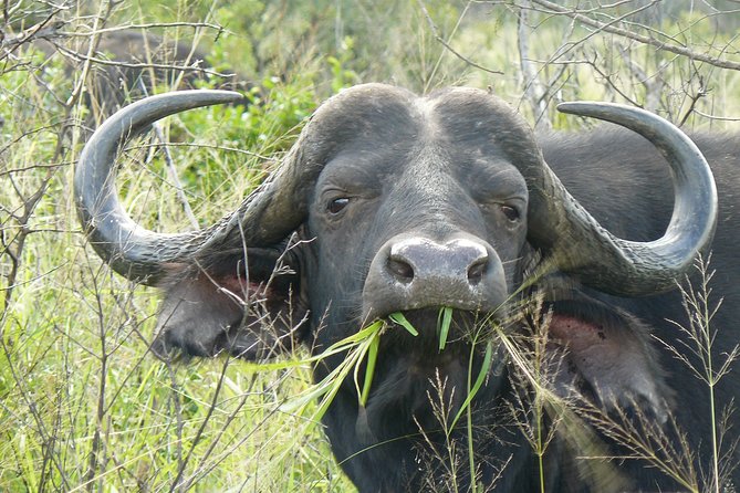 3 Days Durban Safari Tour Package - The guide can make or break the safari