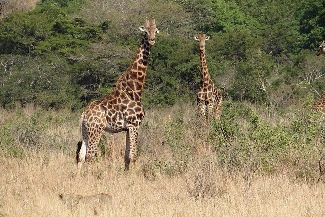 3 Days Durban Safari Tour Package - Who will enjoy this three-day safari most