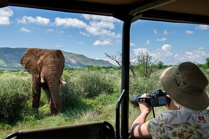 3-Hour Private Game Drive in Pilanesberg National Park - Key points at a glance