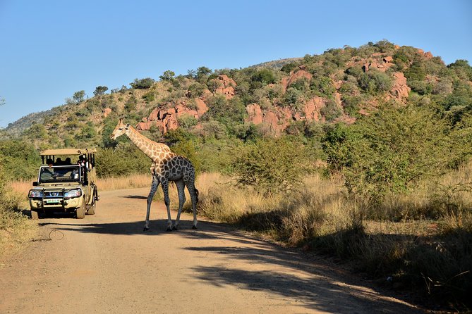 3-Hour Private Game Drive of Pilanesberg National Park - Key things to know before you book