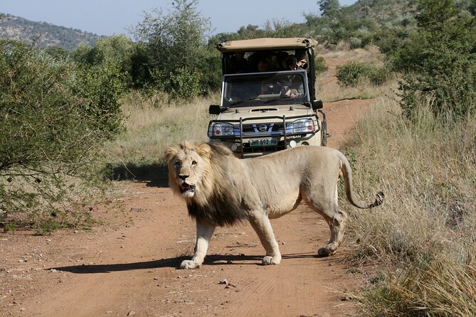 3-Hour Private Game Drive of Pilanesberg National Park - What the guide adds beyond animal spotting