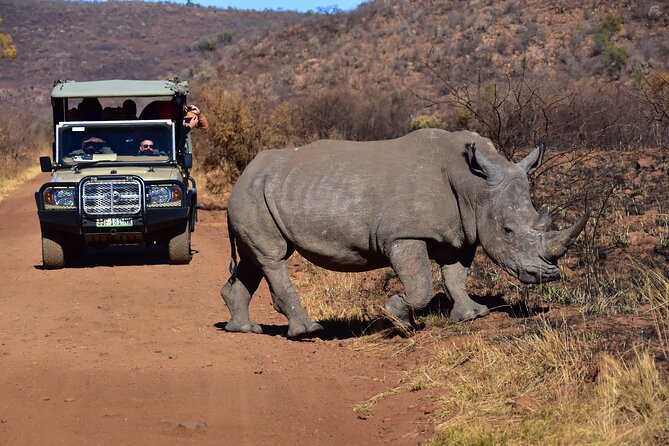 3-Hour Private Game Drive of Pilanesberg National Park - Comfort, weather, and family considerations