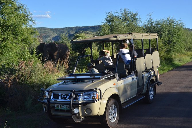 3-Hour Private Game Drive of Pilanesberg National Park - Three hours of tracking animals in an open vehicle